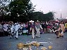 pasto073.jpg